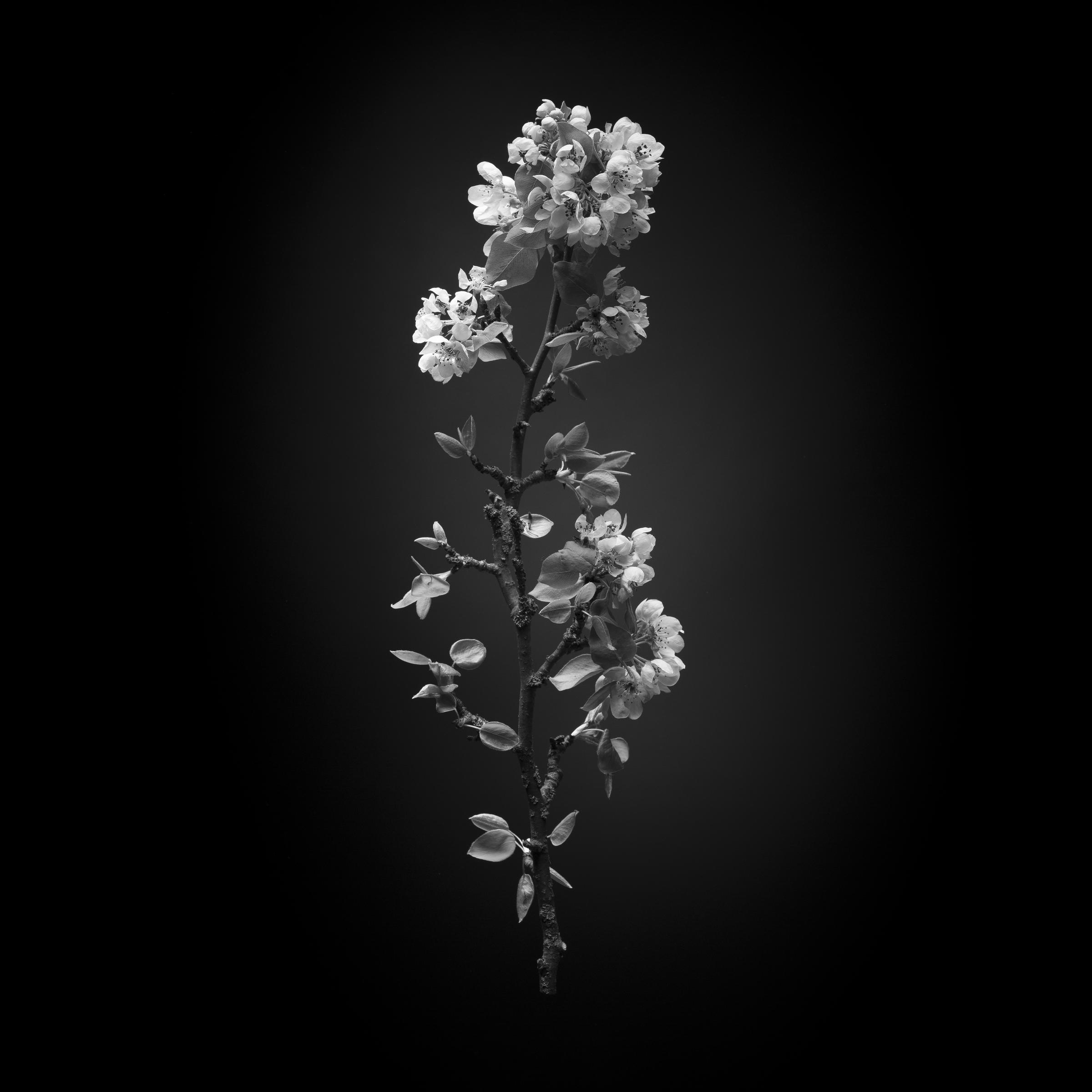 Prunus avium