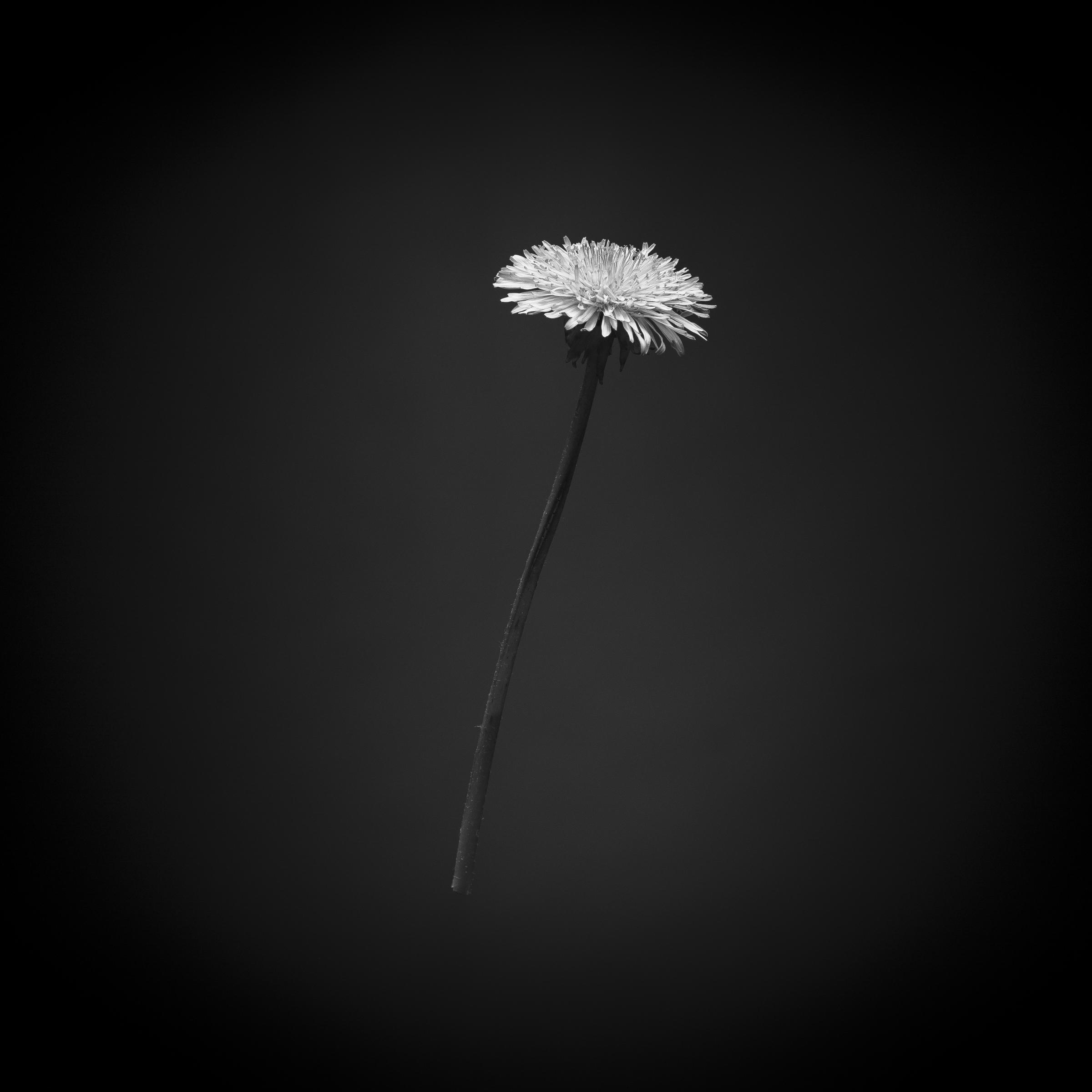 Taraxacum