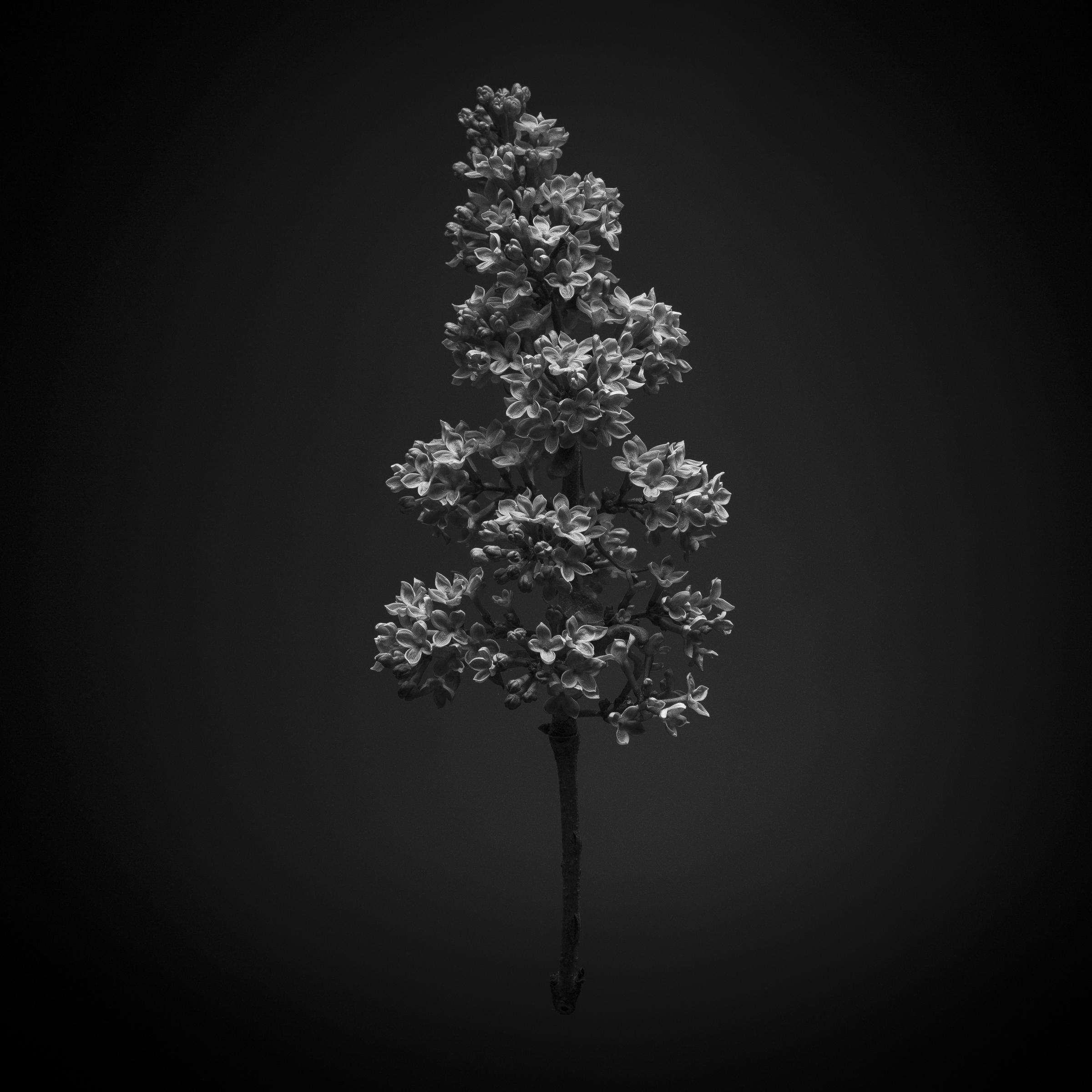 Syringa