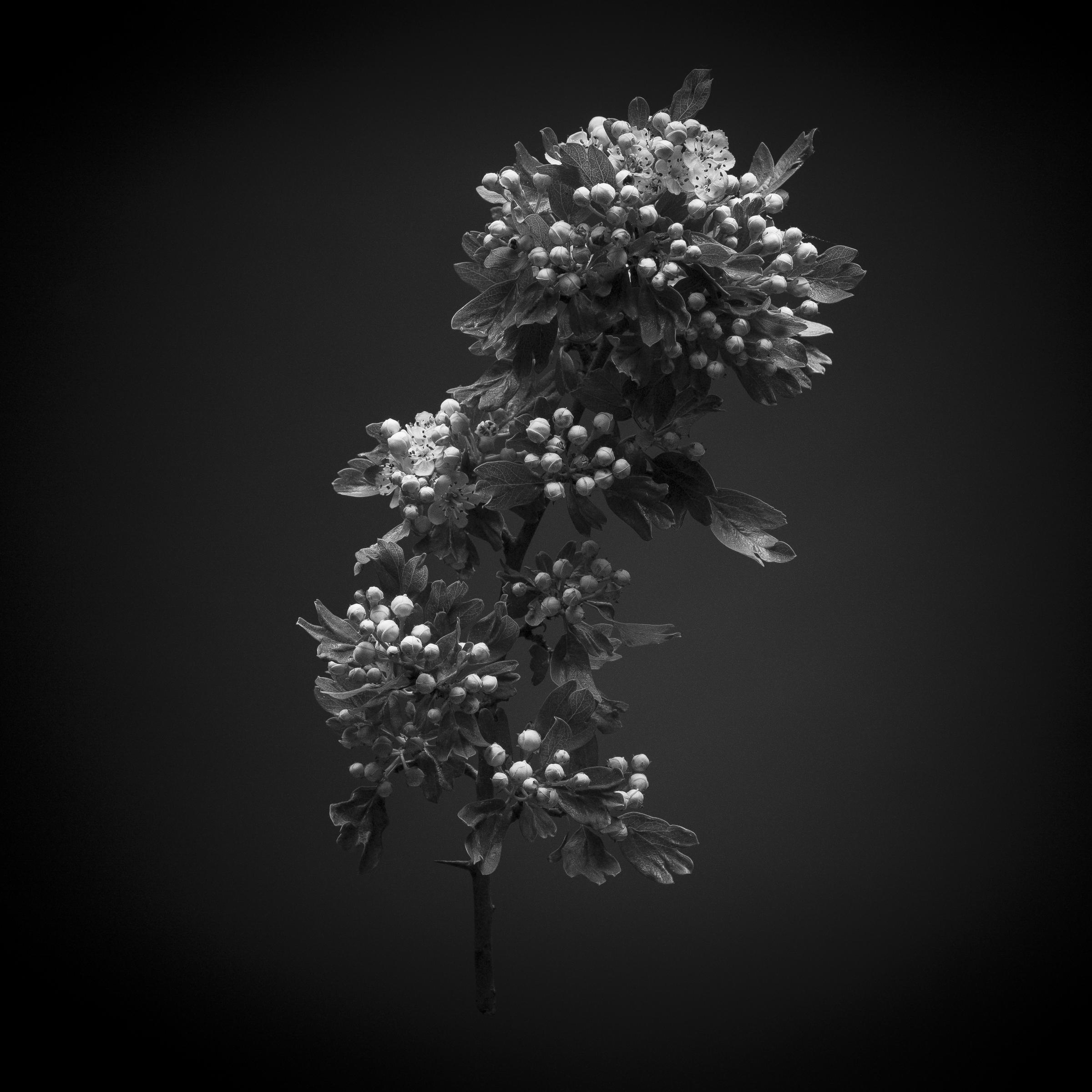 Crataegus
