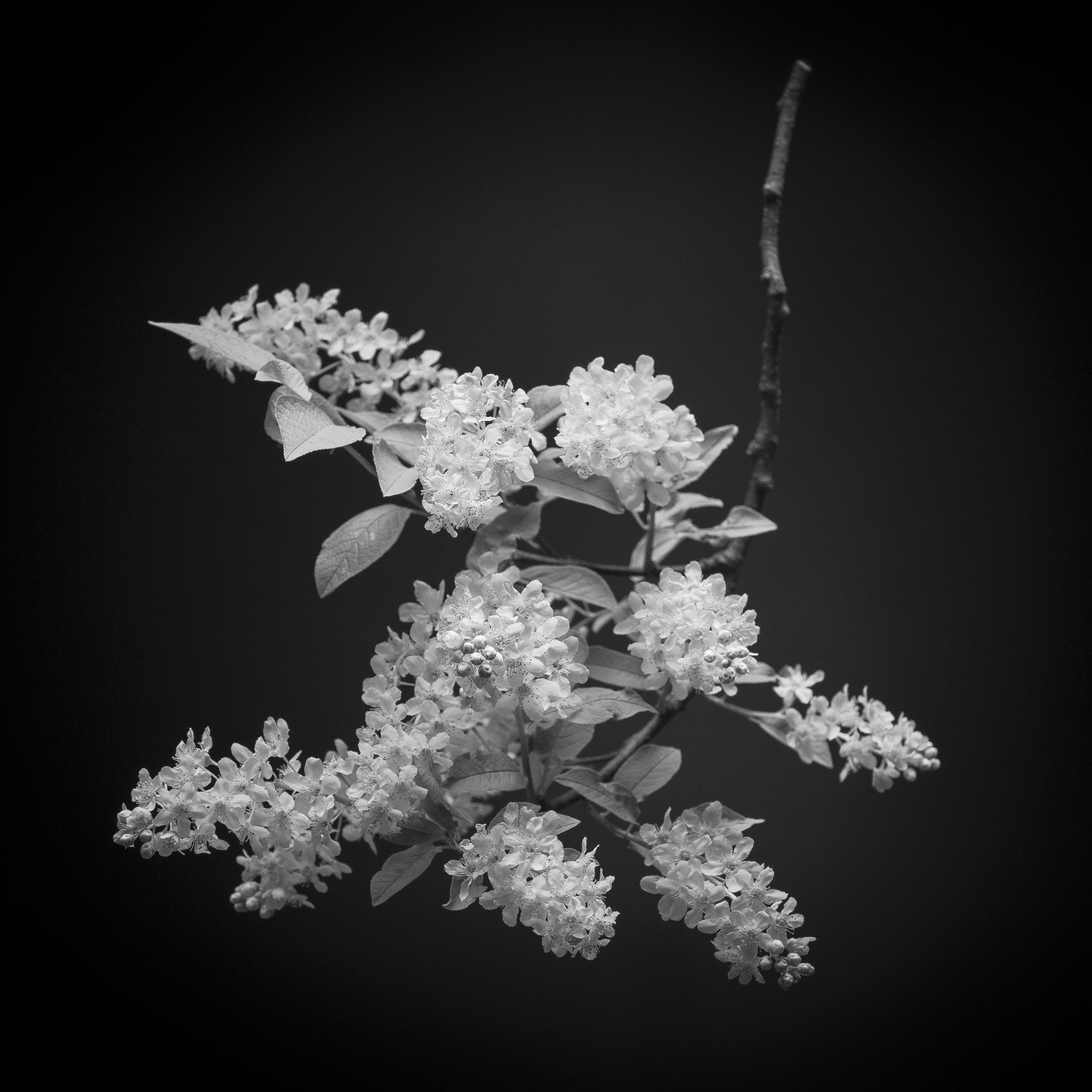 Prunus padus
