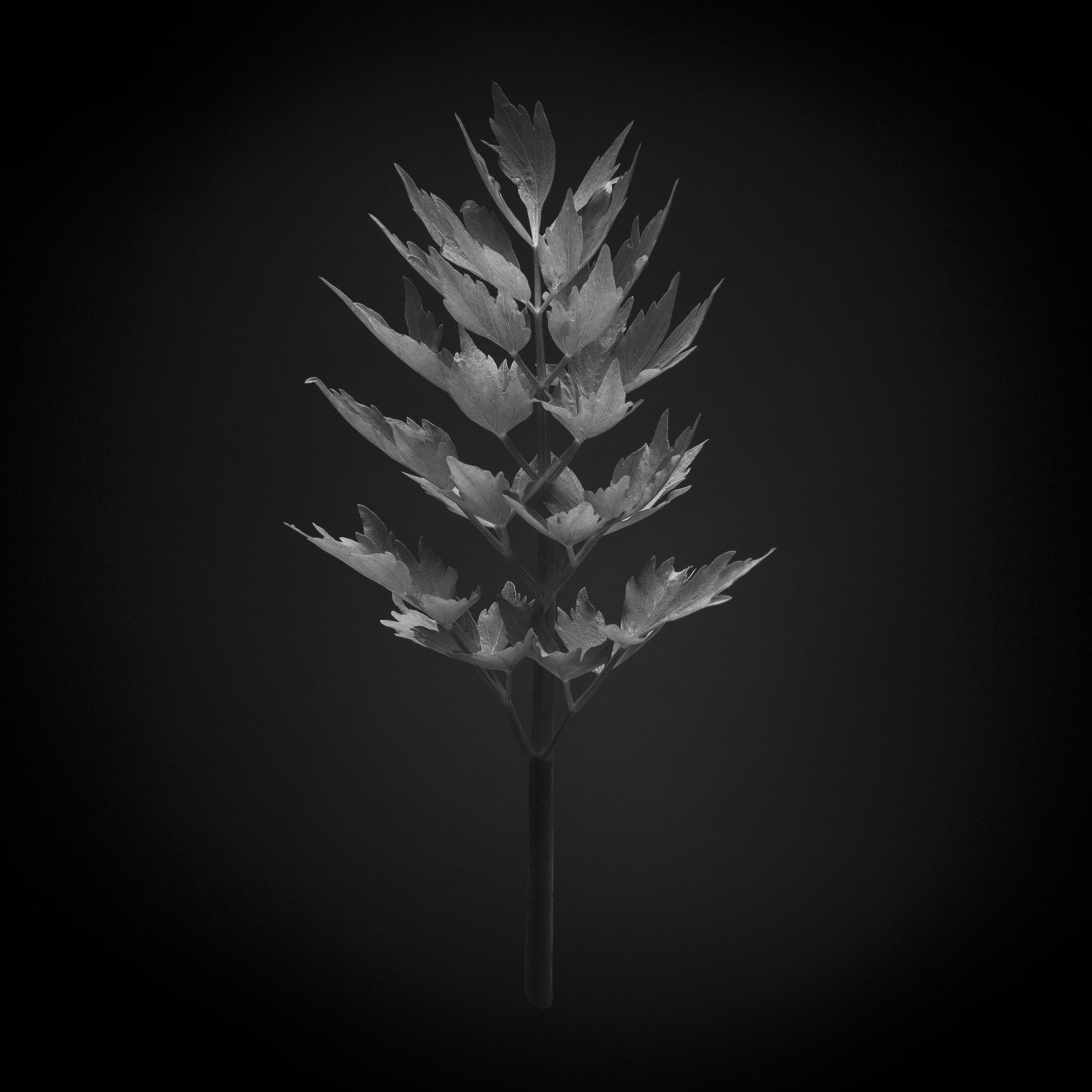 Levisticum