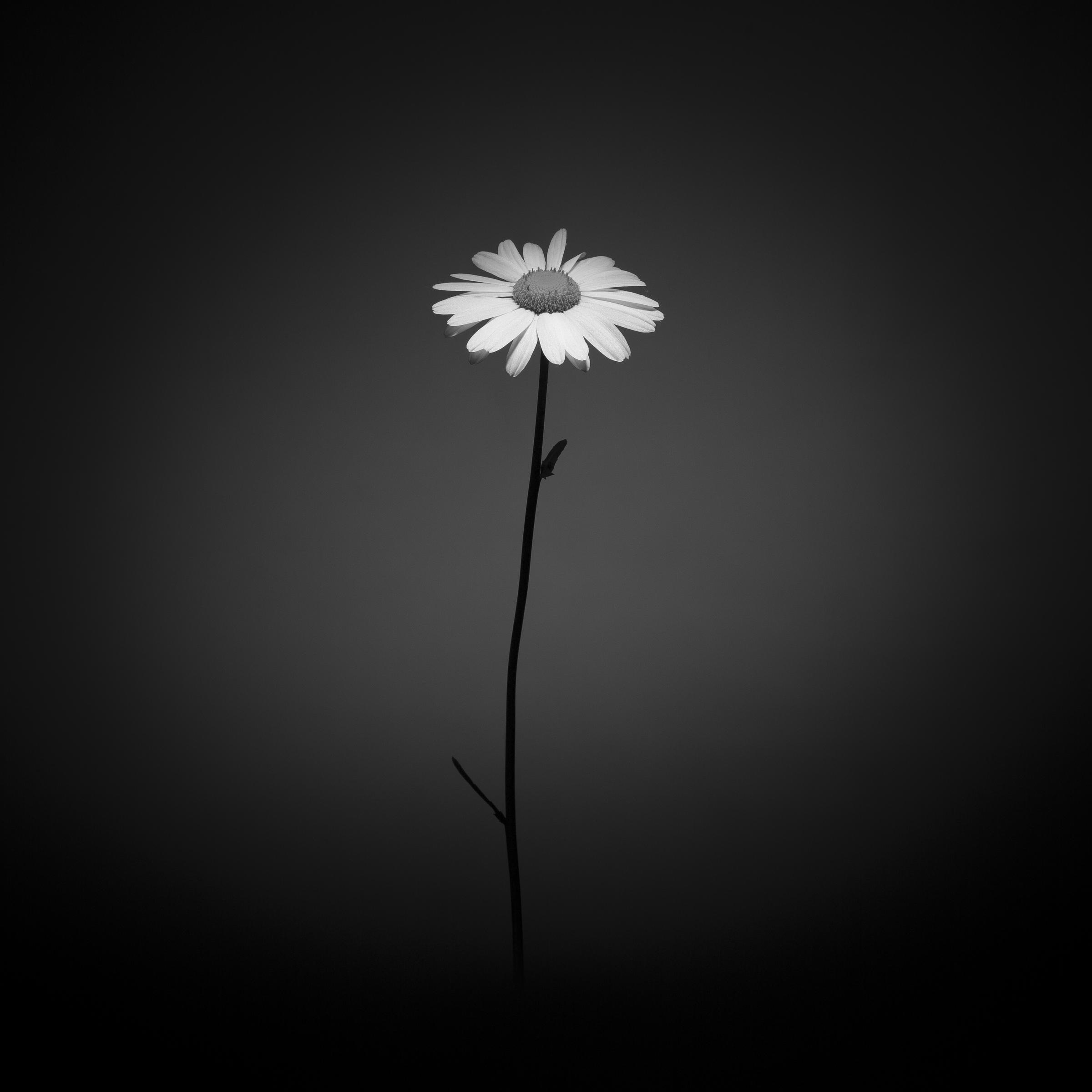 Leucanthemum