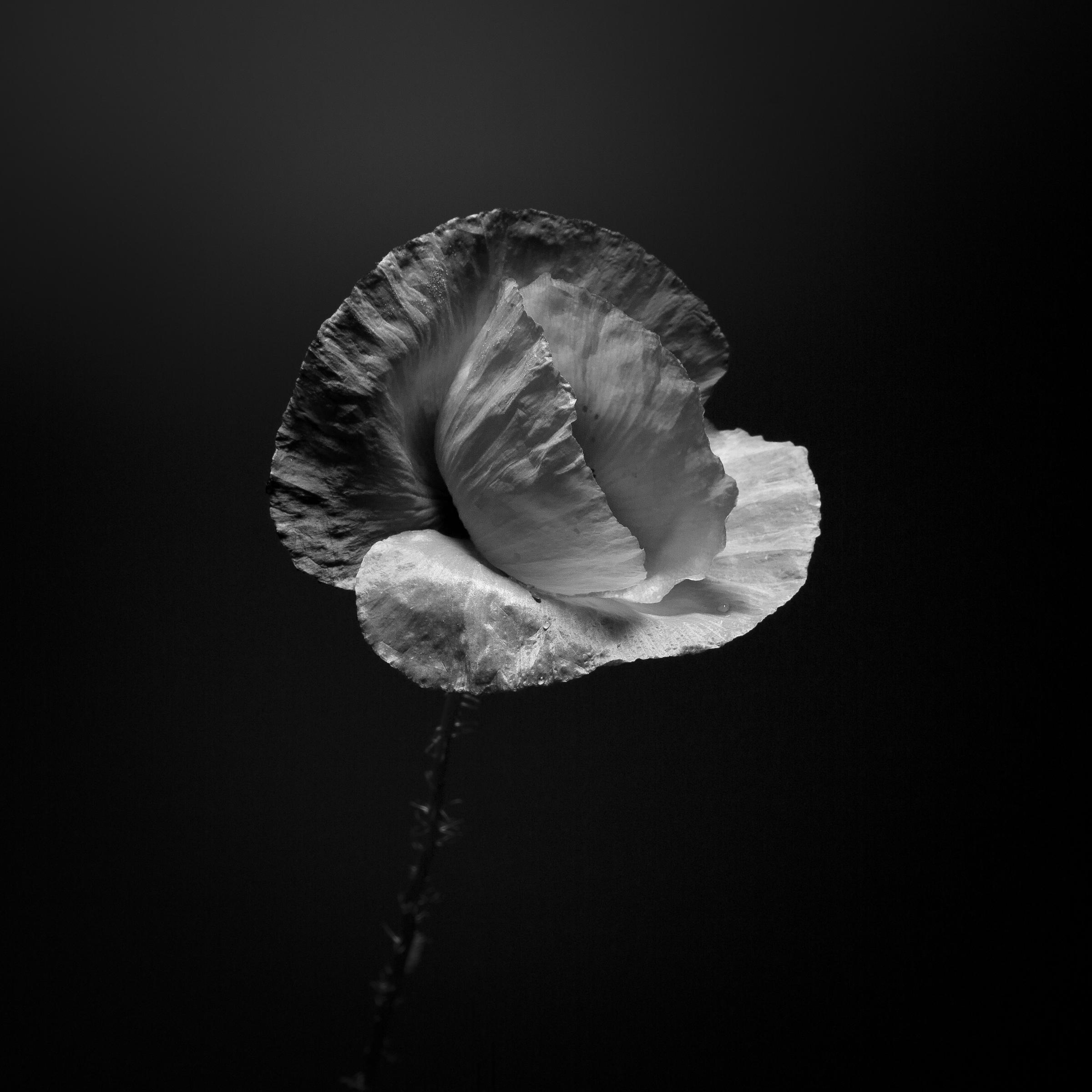 Papaver