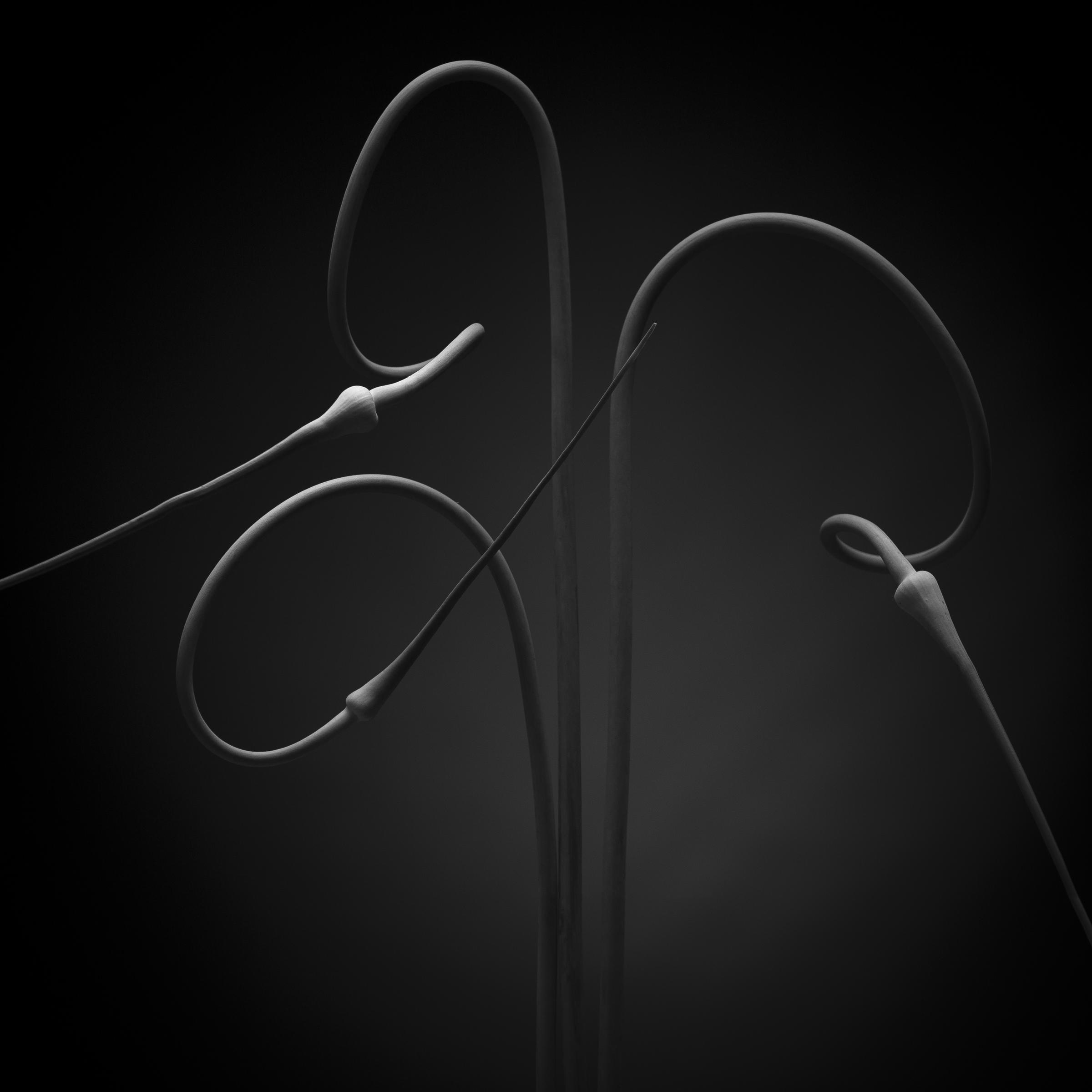 Allium