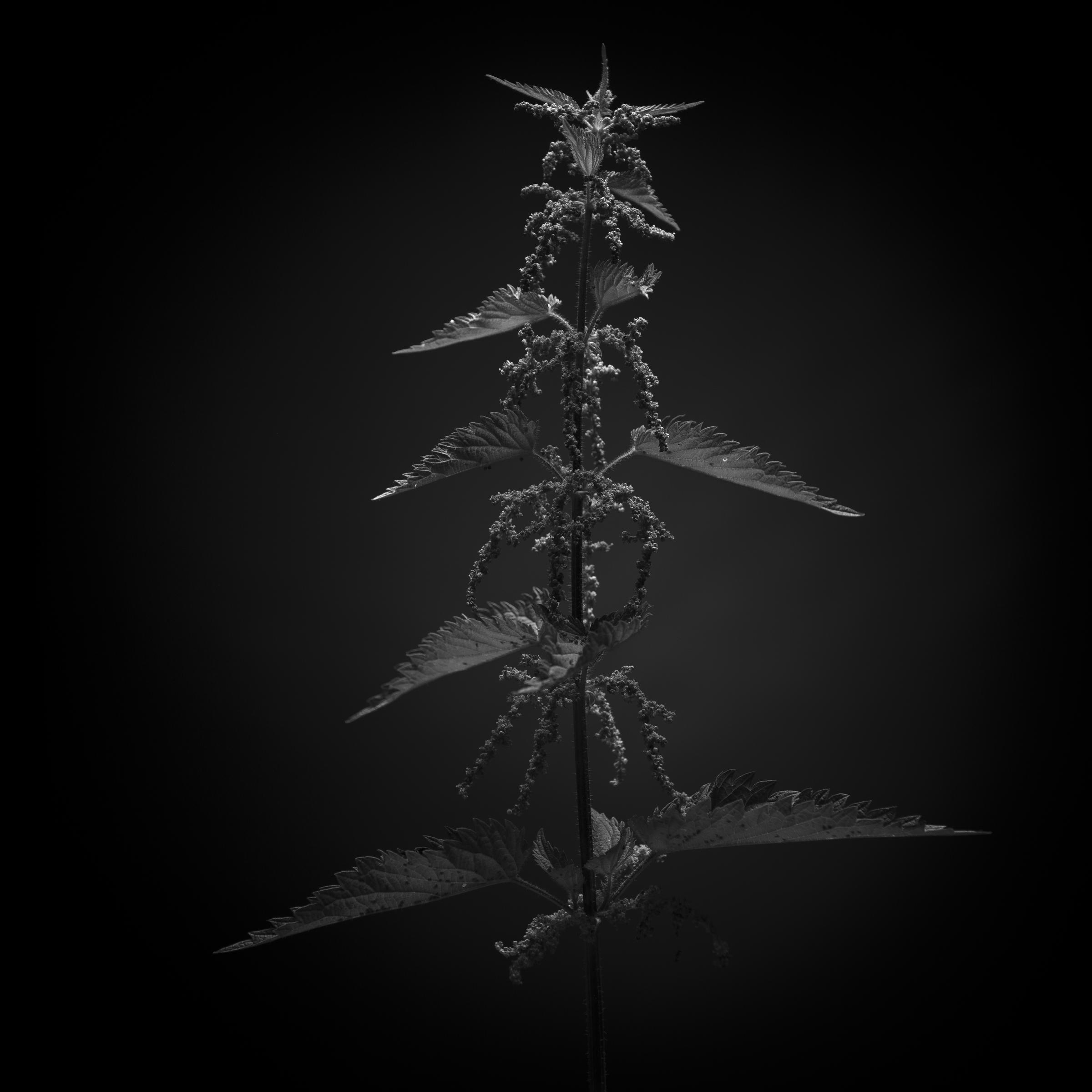 Urtica