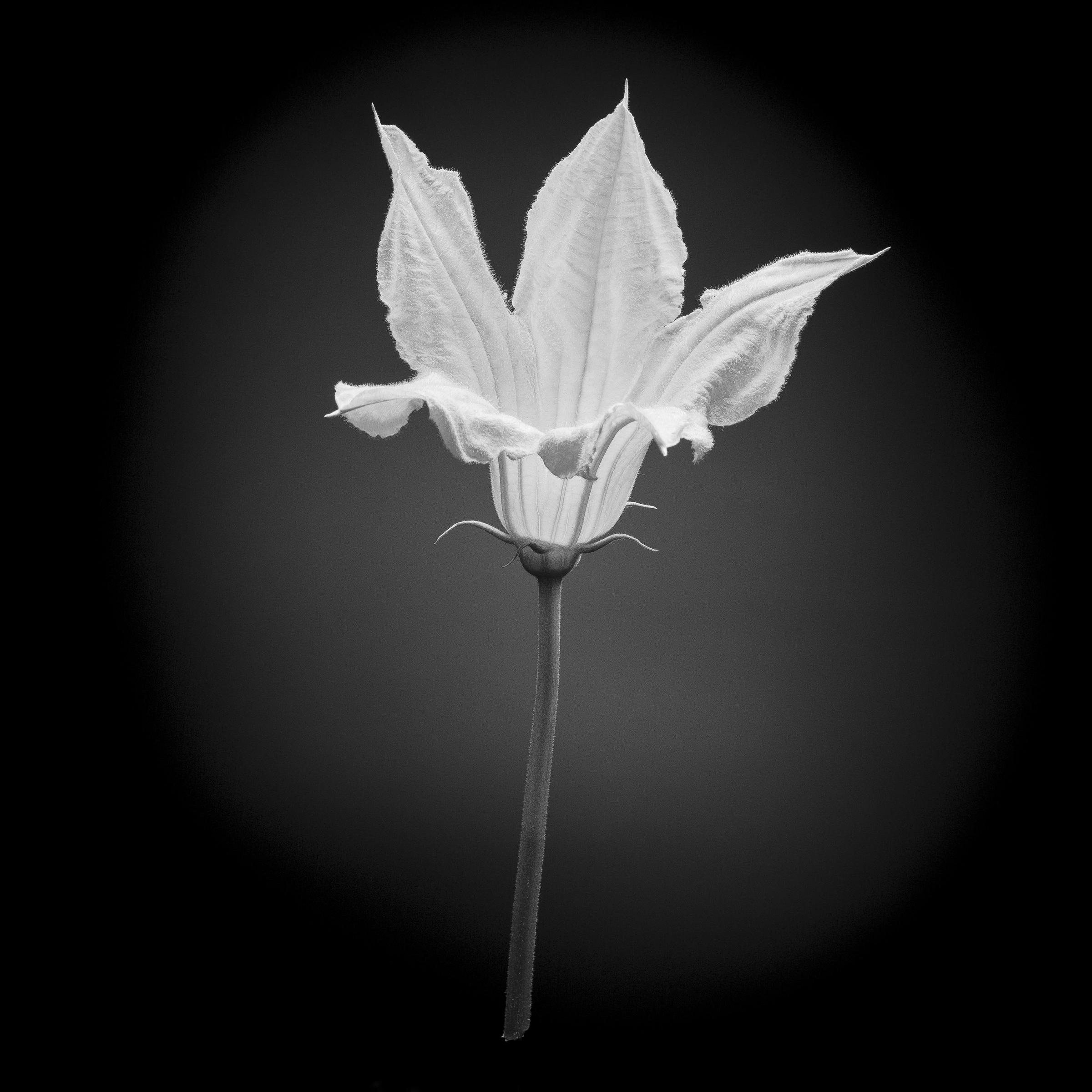Cucurbita